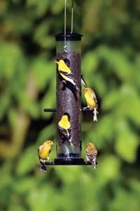 Goldfinches